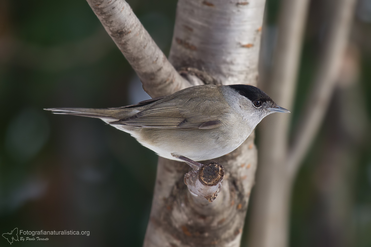 Fotografia Naturalistica Fotografie Capinera Sylvia Atricapilla